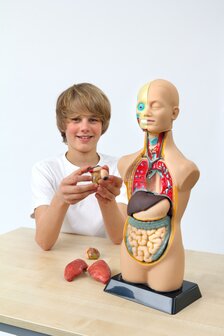 Model Menselijk lichaam (50 cm hoog)