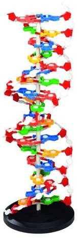 DNA Model XL (60 cm hoog)