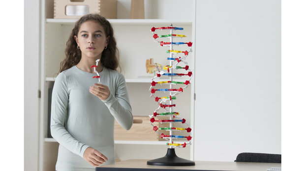 DNA Model XL (60 cm hoog)