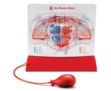 Het menselijk Hart Experimenteerset